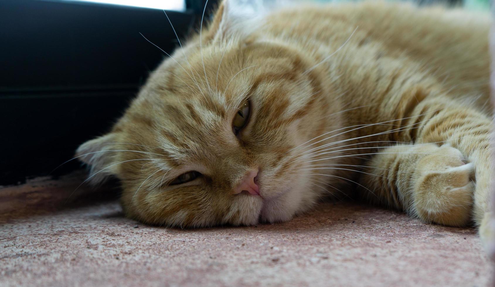 um lindo gato doméstico está descansando em uma sala quente e leve, um gato cinza de cabelo curto com olhos verdes, olhando para a câmera foto