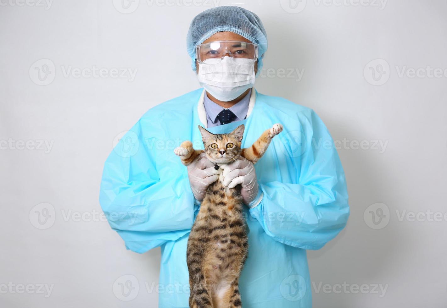 veterinário segurando gato e injetar medicamento de vacina no gato foto