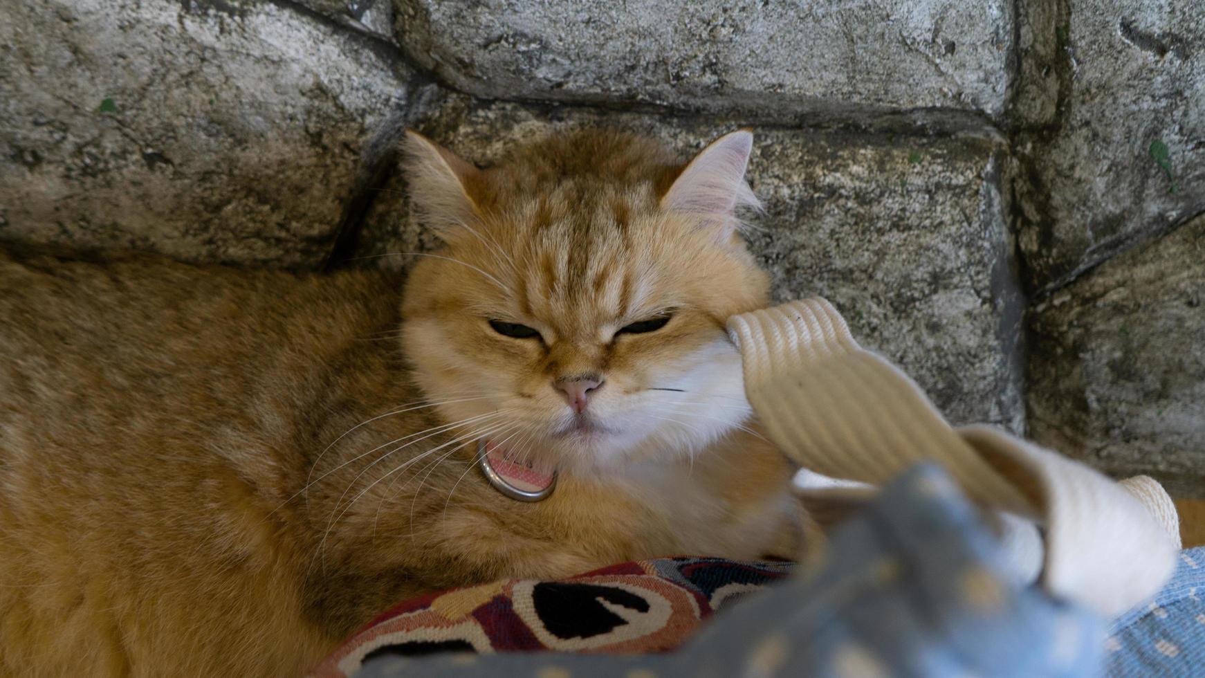 um lindo gato doméstico está descansando em uma sala quente e leve, um gato cinza de cabelo curto com olhos verdes, olhando para a câmera foto