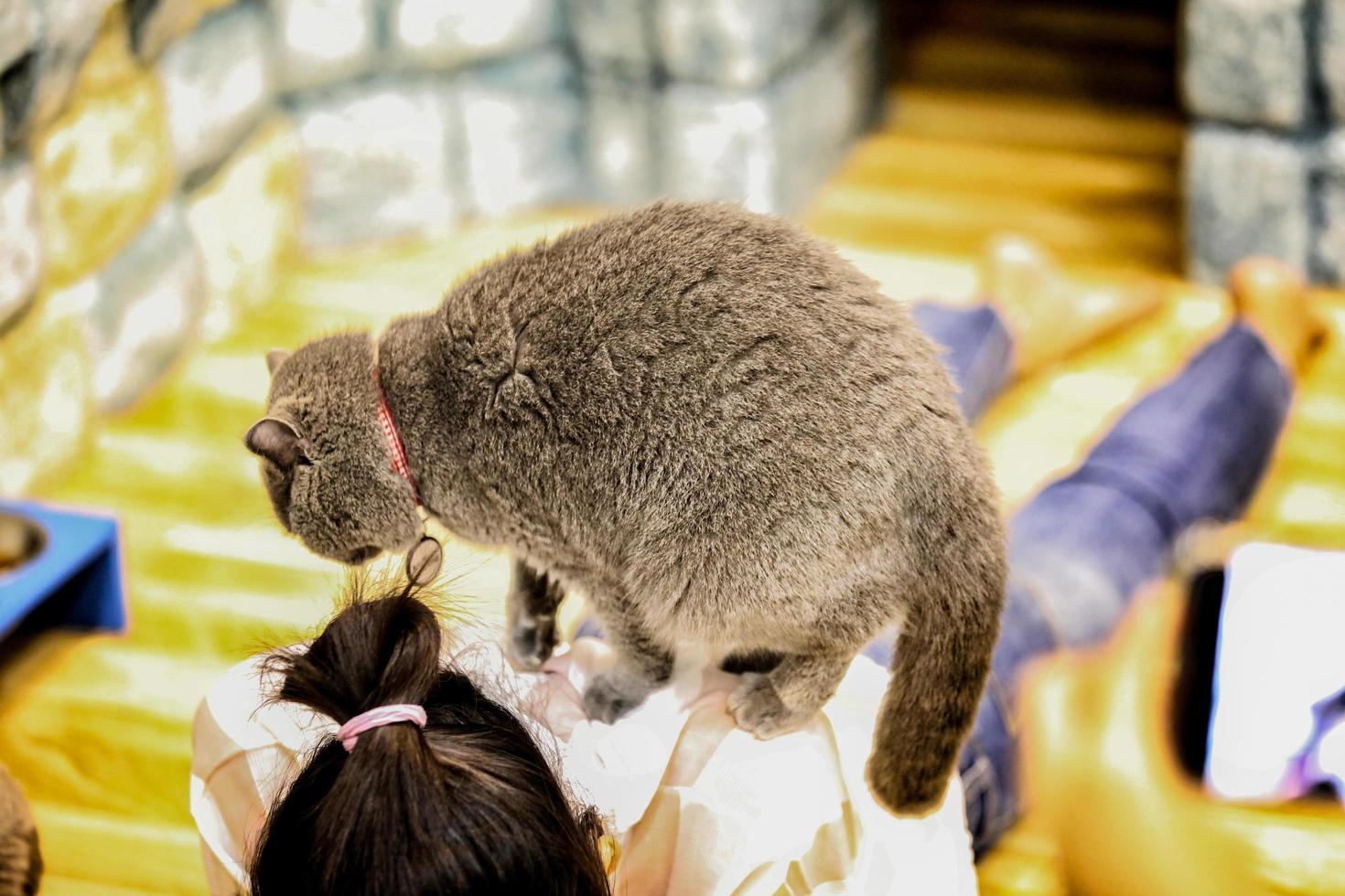 um lindo gato doméstico está descansando em uma sala quente e leve, um gato cinza de cabelo curto com olhos verdes, olhando para a câmera foto