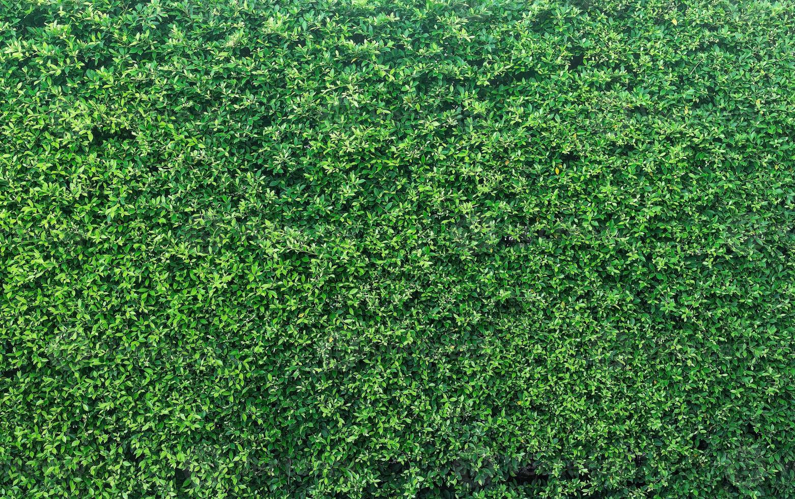 panorama de parede de folhas verdes para trabalho de arte e tema de natureza de design de pano de fundo foto