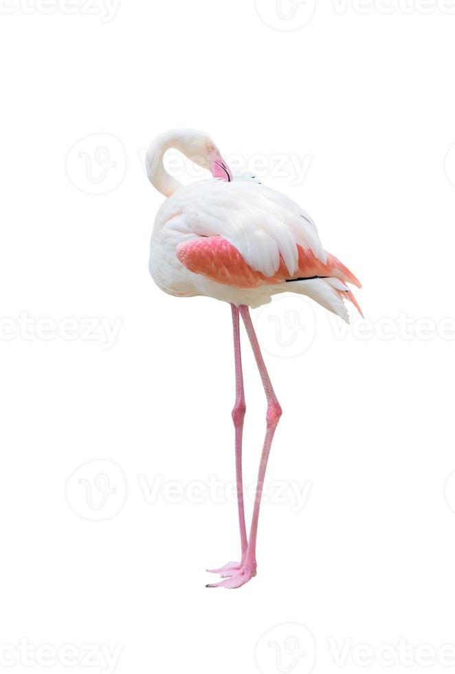 maior flamingo isolado no fundo branco foto