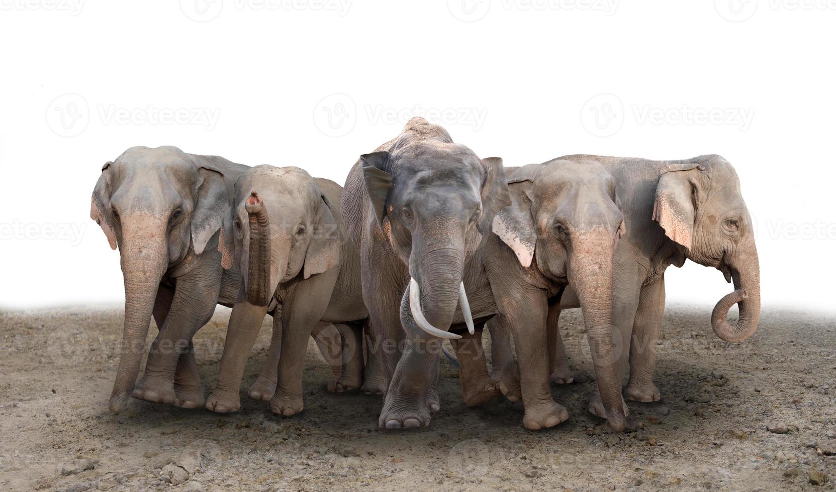 elefante asiático em pé no chão foto