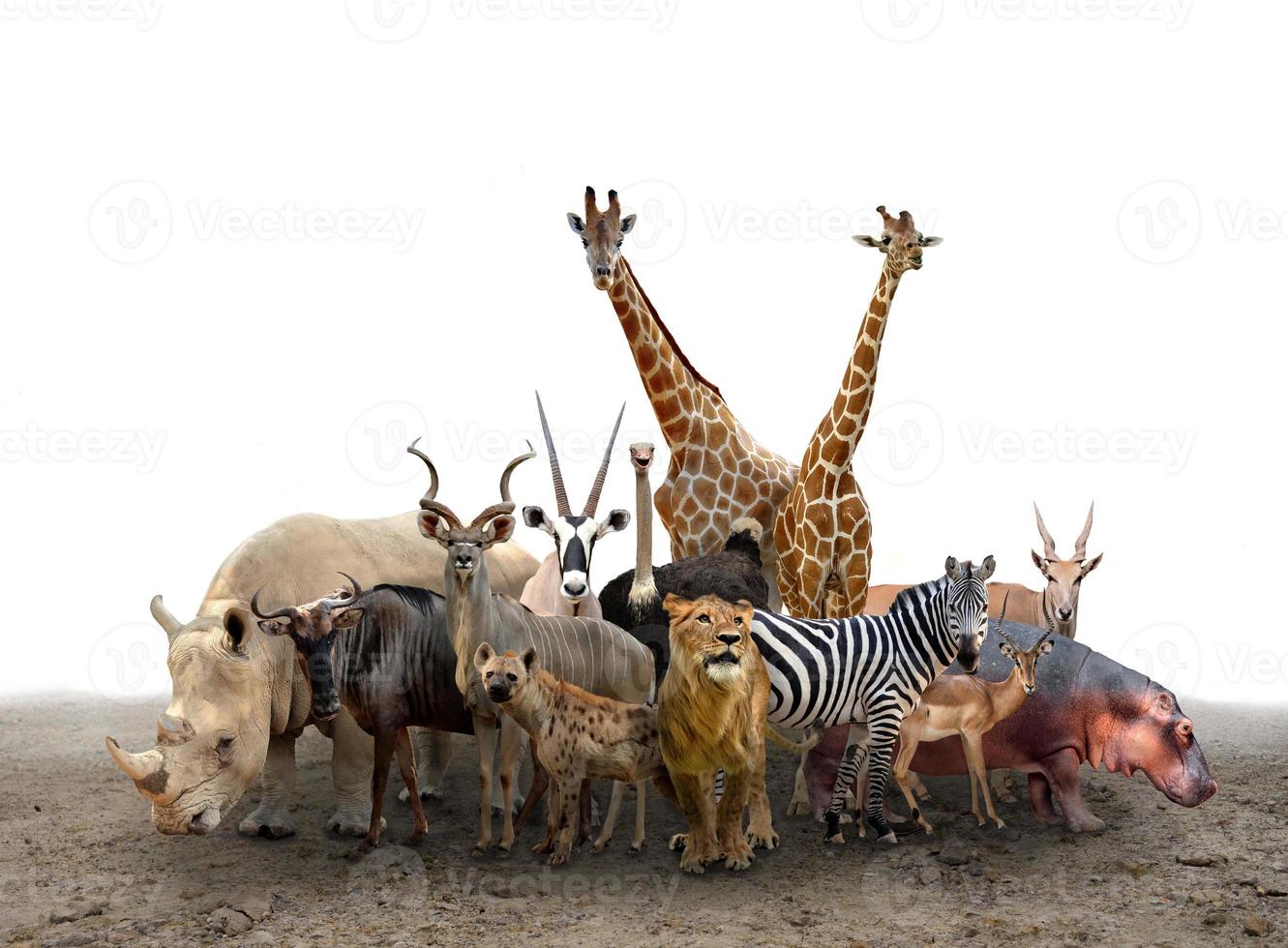 grupo de animais da África foto