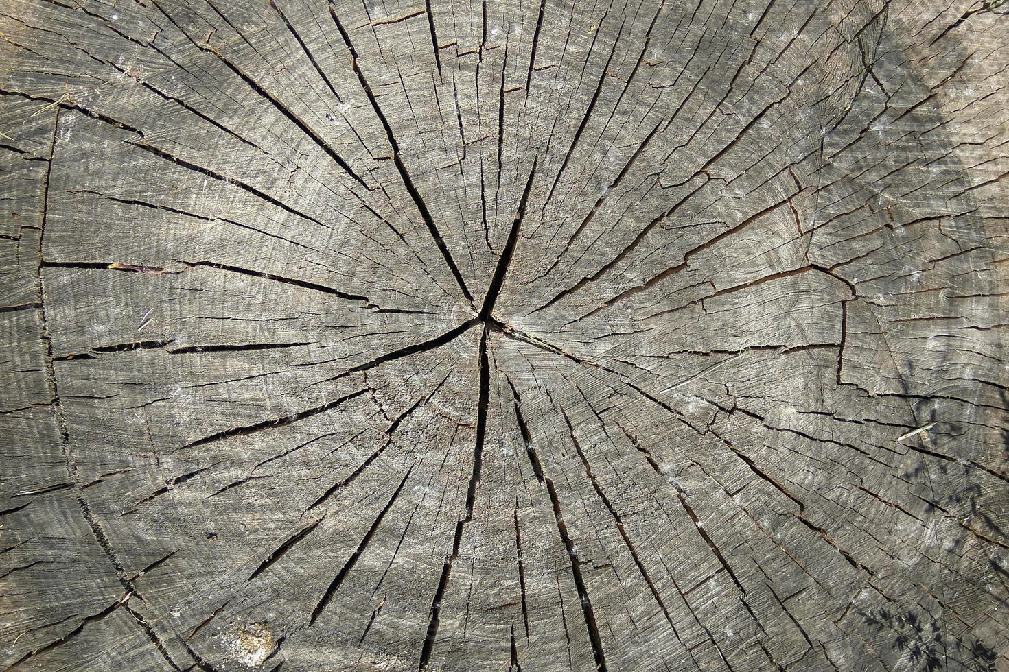 textura de madeira natural. foto
