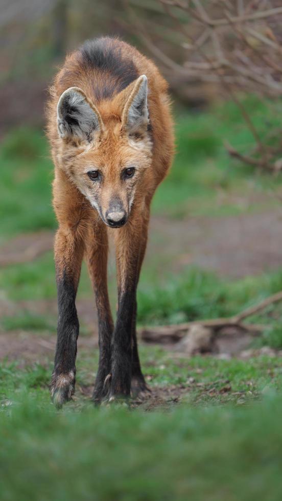 lobo-guará no zoológico foto