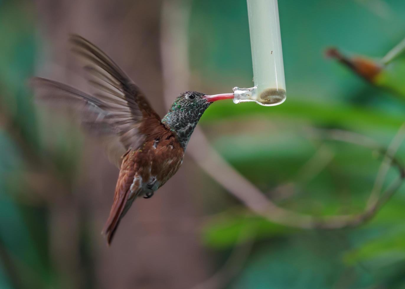 beija-flor da amazônia em voo foto