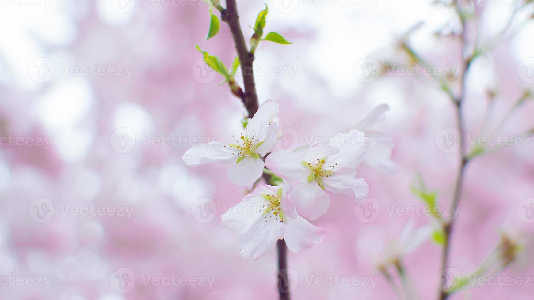 a beleza da flor de cerejeira vista em newjersey foto