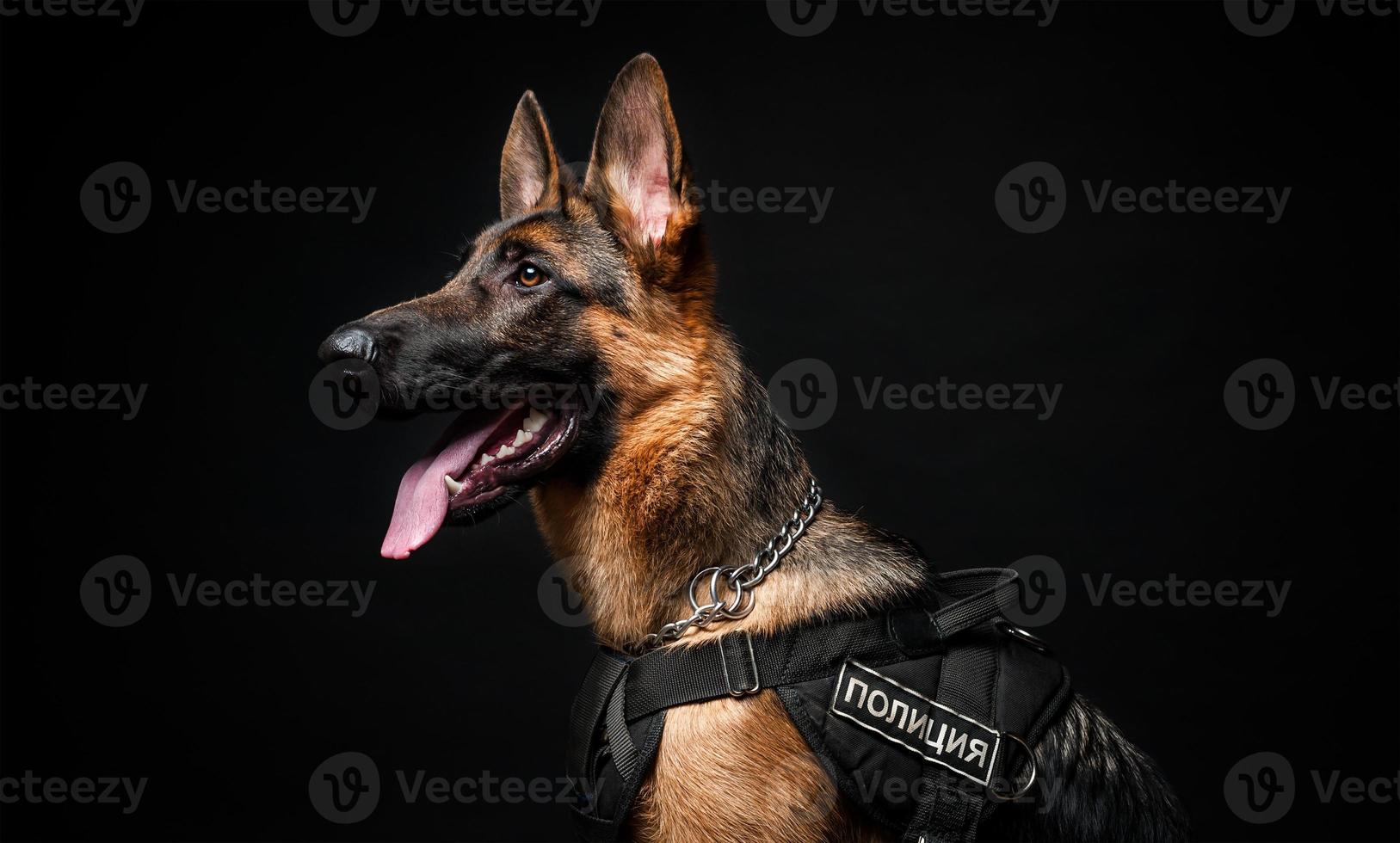 retrato de um policial pastor alemão. na frente de um fundo preto isolado. foto