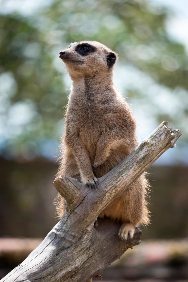 meerkat ou suricate atuando como sentinela para o grupo foto