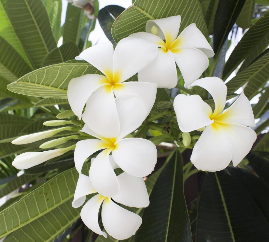frangipani de flores tropicais foto