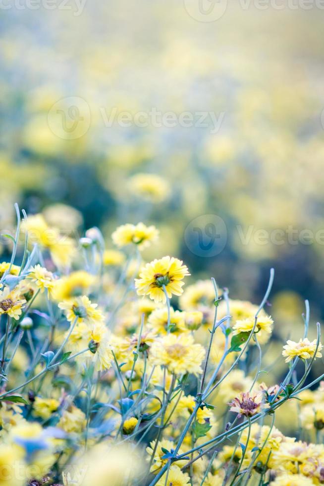 flores de crisântemo amarelo, crisântemo no jardim. flor embaçada para fundo, plantas coloridas foto