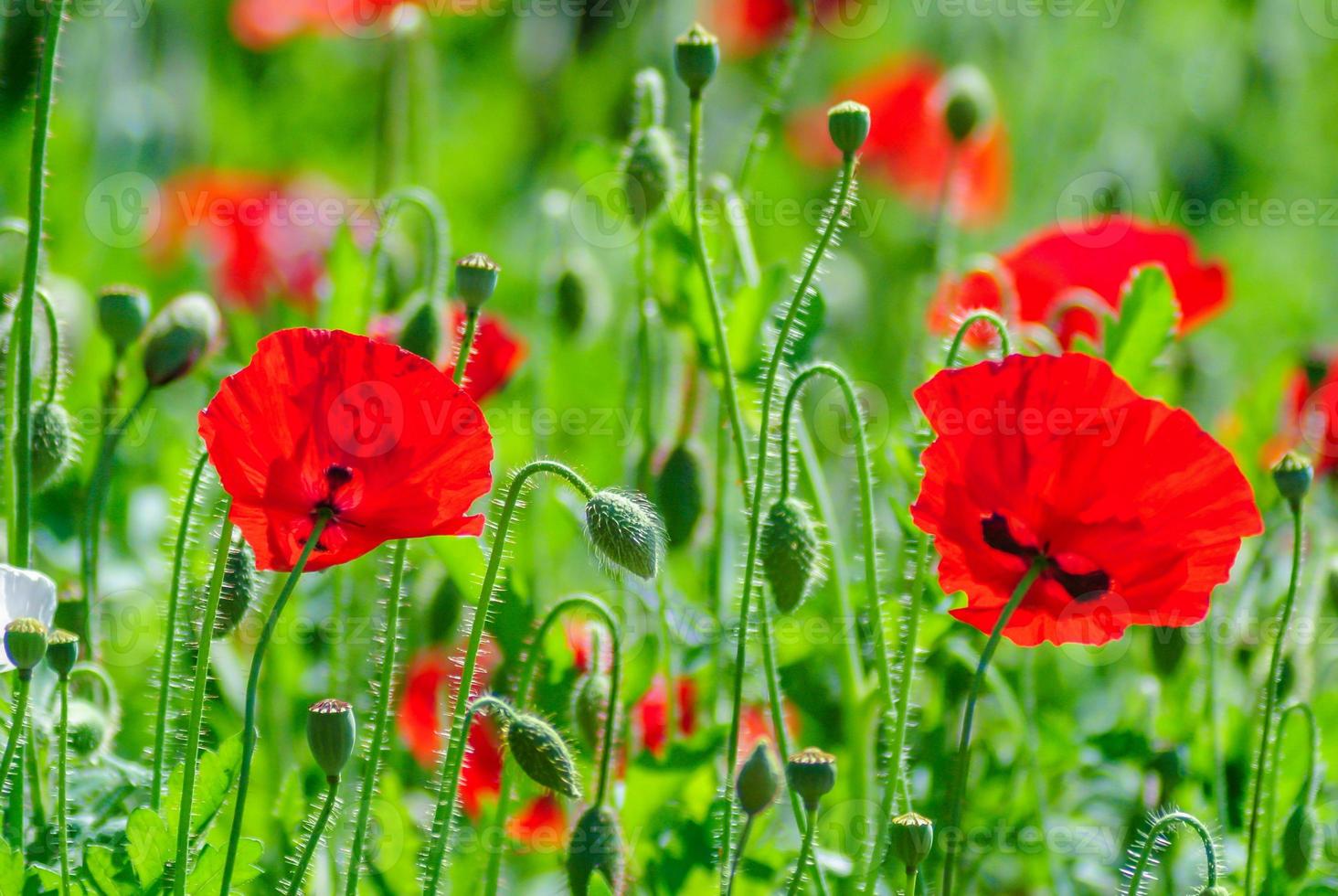 flores de papoula vermelhas e rosa em um campo, papaver vermelho flores de papoula vermelhas e rosa em um campo, papaver vermelho foto