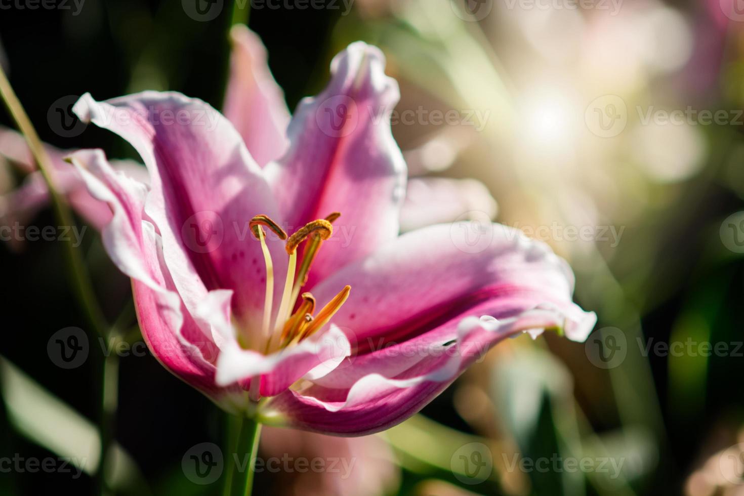 lírio na primavera com foco suave, lírio de primavera desfocado sem foco, fundo de flores bokeh, fundo de flores pastel e suave. foto