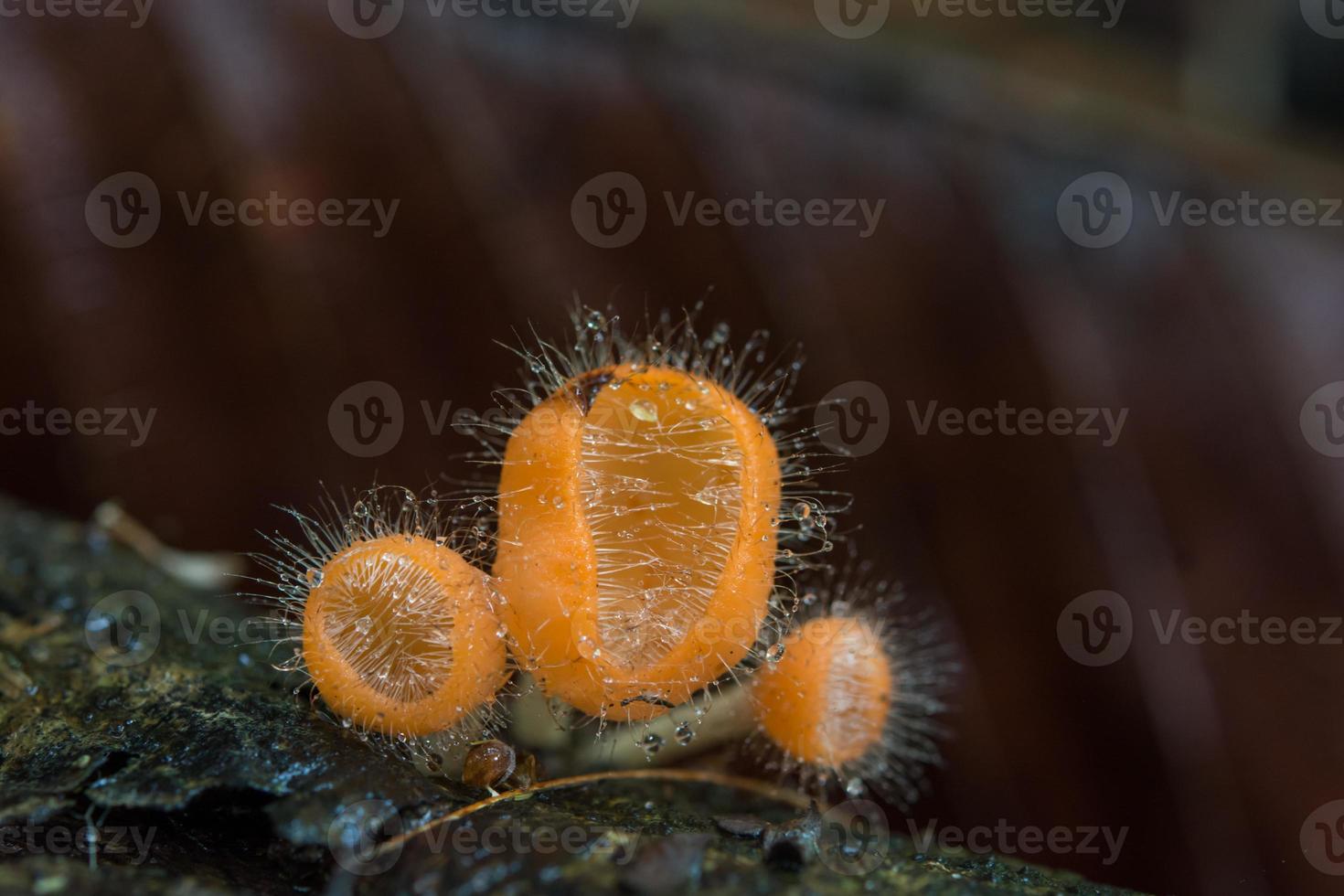 cogumelo laranja, cogumelo champanhe na floresta tropical. foto