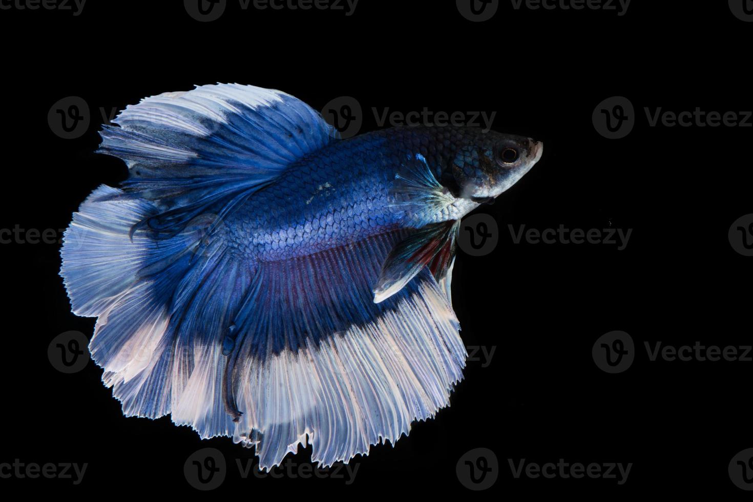 peixe betta azul e branco, peixe-lutador-siamês em fundo preto peixe betta azul e branco, peixe-lutador-siamês em fundo preto foto