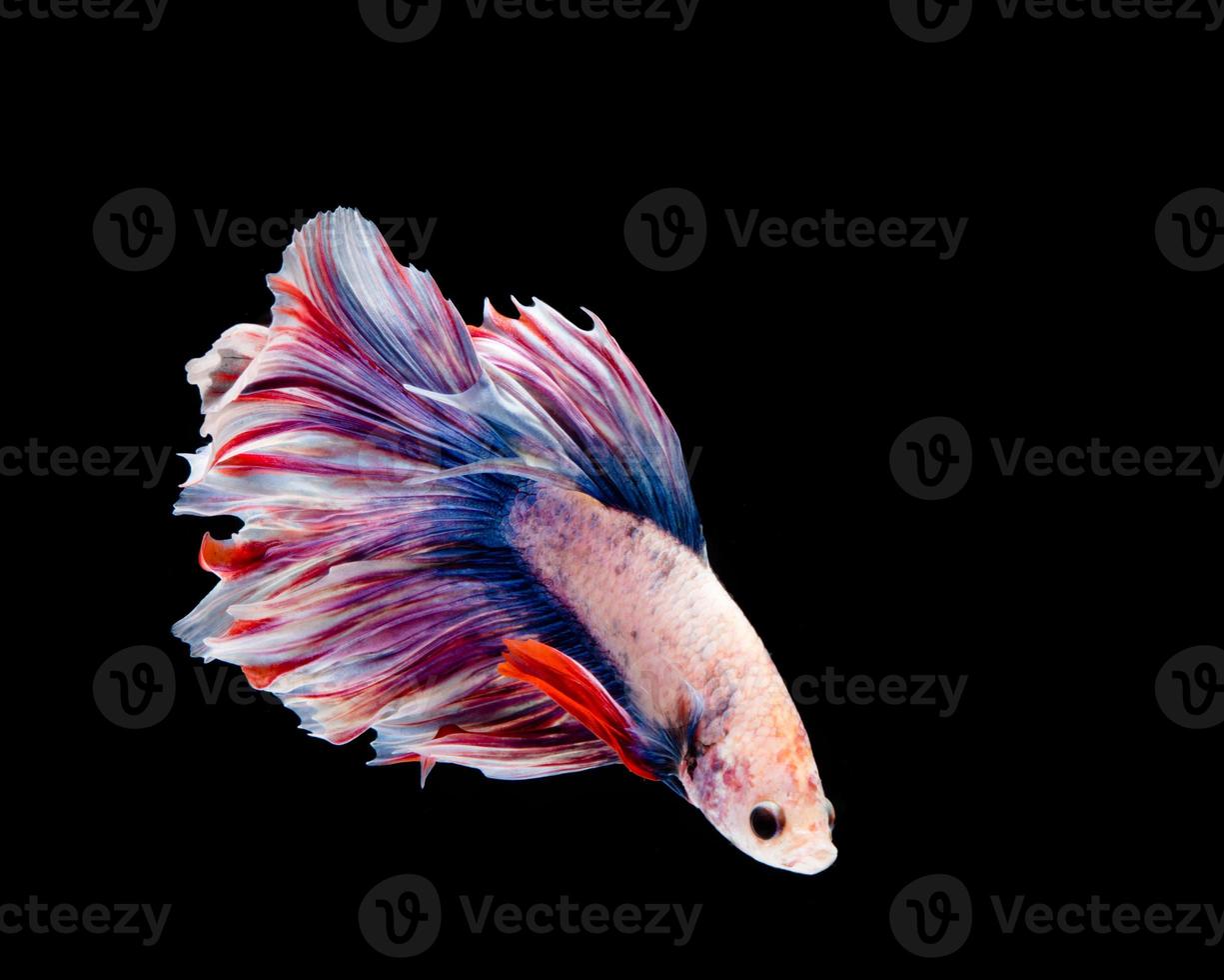 peixe betta multicolorido, peixe-lutador-siamês em fundo preto foto