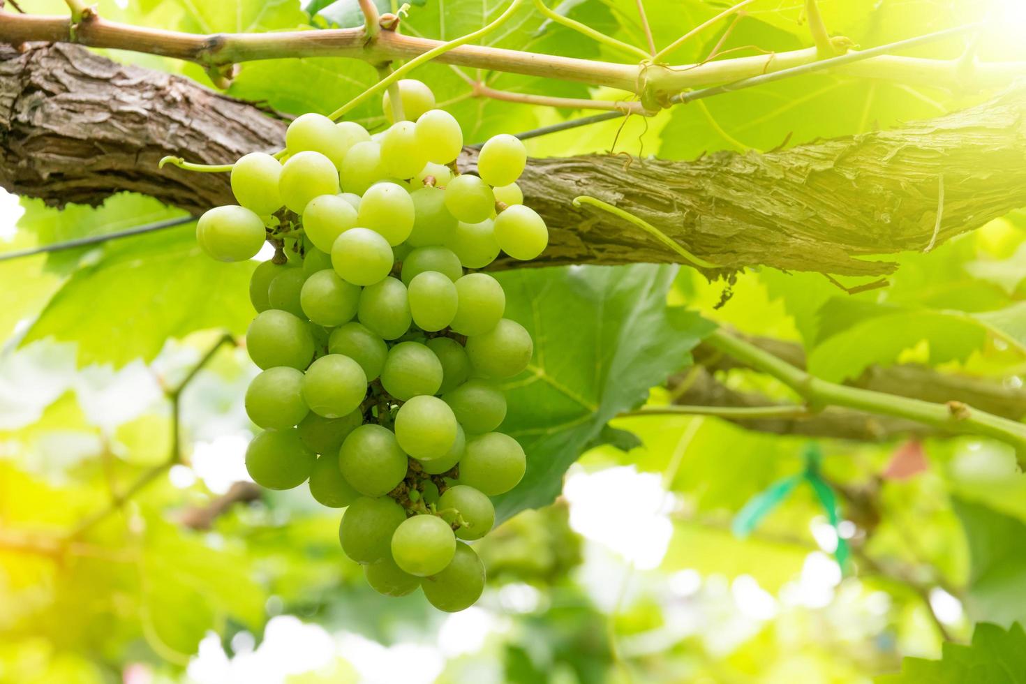 uvas na vinha em um dia ensolarado foto