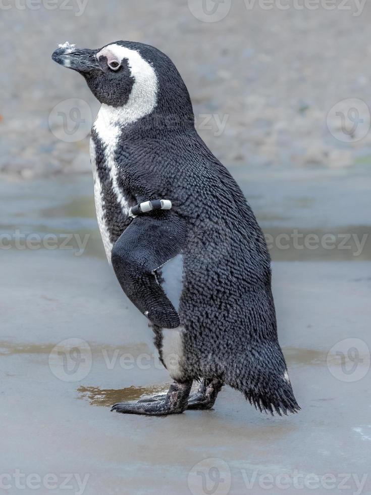 tiro vertical de um pinguim em pé na superfície molhada contra um fundo cinza foto