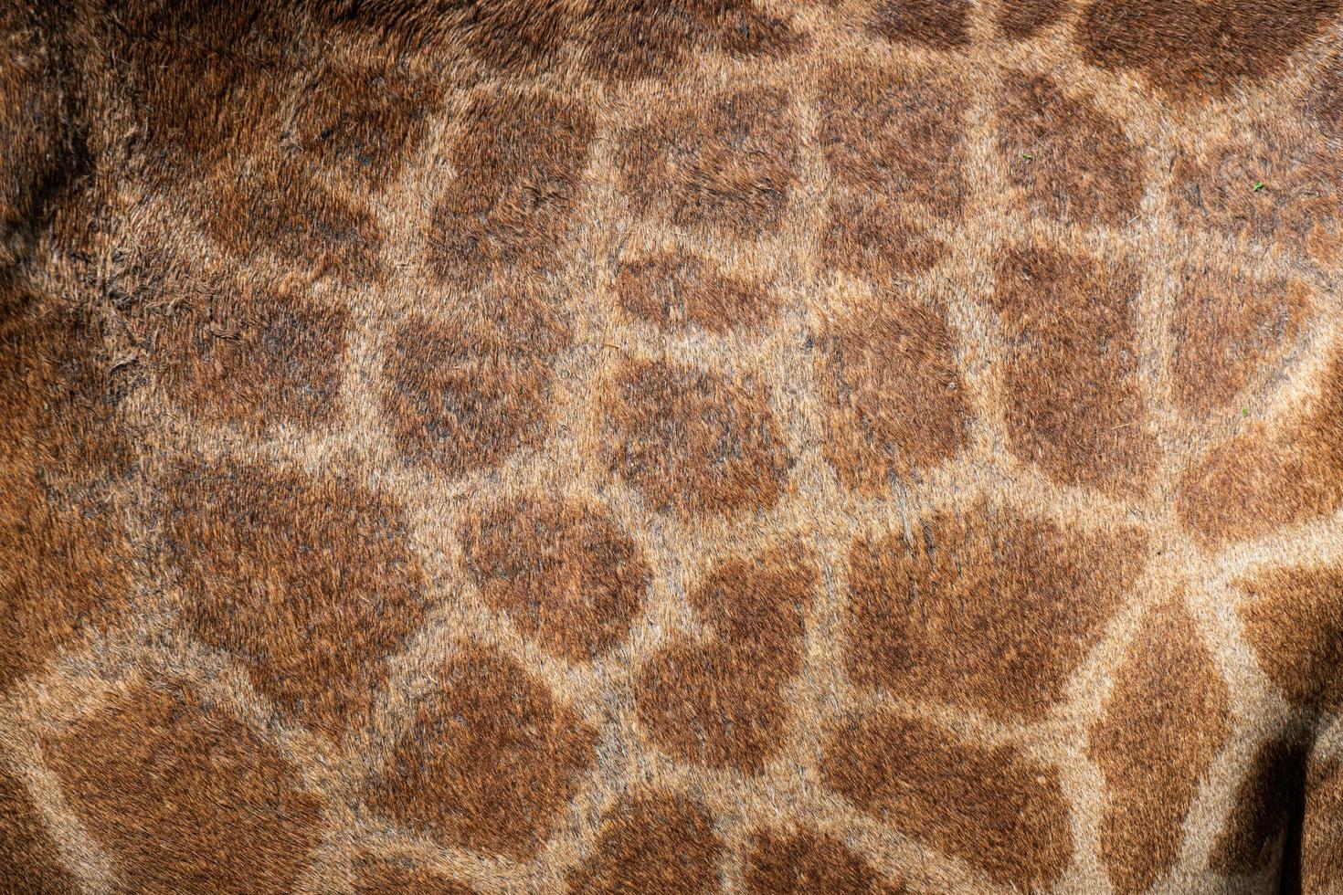 close-up de padrões na pele de girafa, tons de pele de girafa padrão de casaco para fundo foto