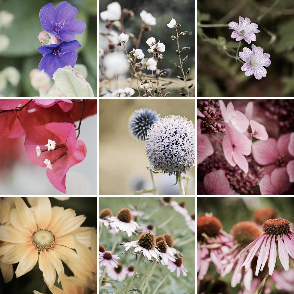 fotos de várias flores