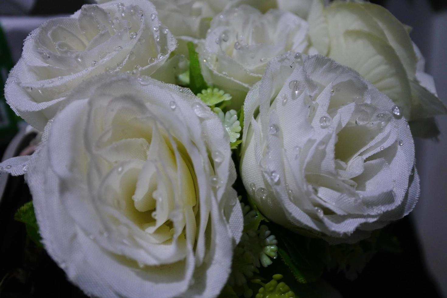 rosas delicadas desabrochando de verão, fundo festivo de flores desabrochando, cartão floral pastel e macio, foco seletivo, textura de fundo de rosas brancas tonificadas e doces foto