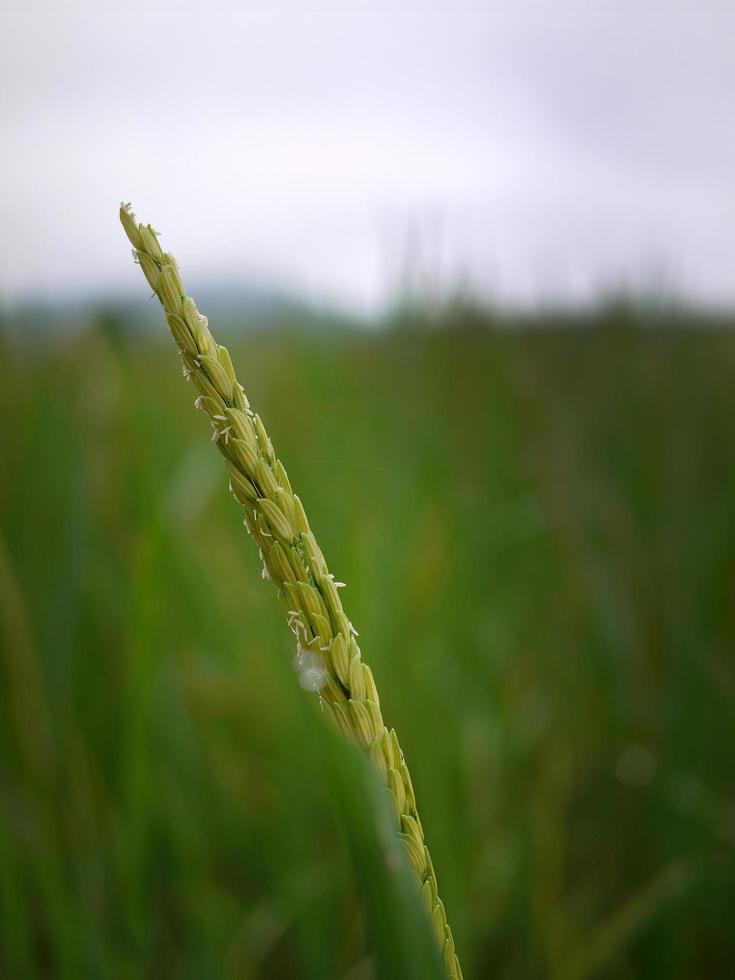 fechar a cor verde das orelhas de arroz jovens no campo de arroz na tailândia foto
