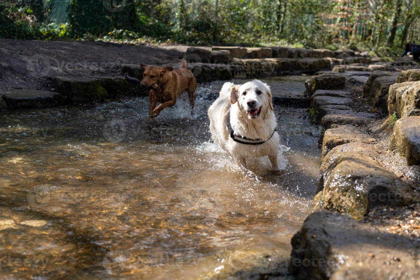 retriever dourado no rio correndo foto