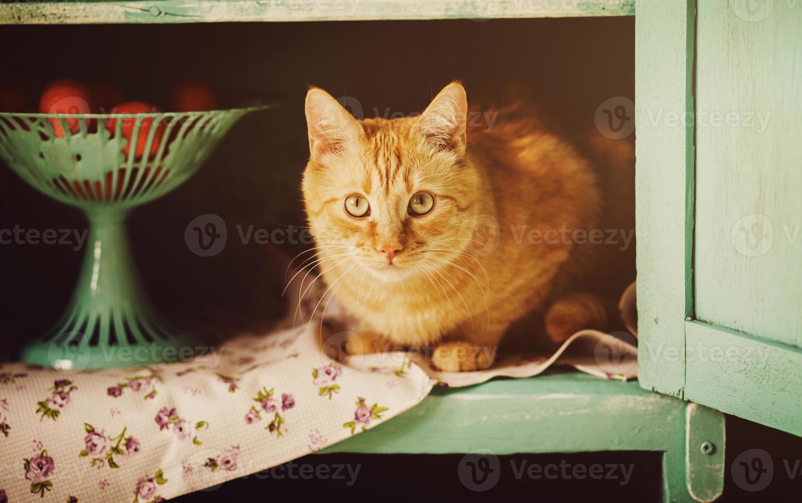 gato engraçado senta-se em um armário rural foto