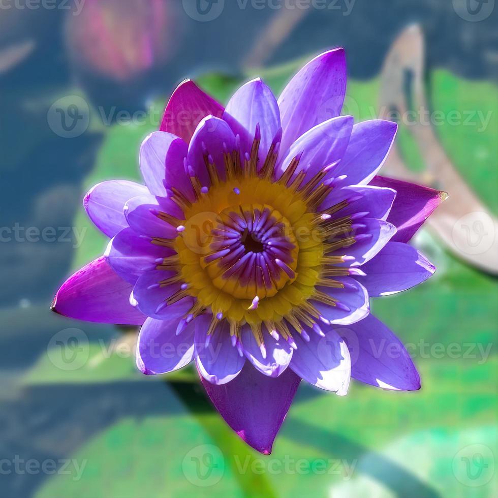 closeup foto macro de roxo, rosa, azul, nenúfar, flor aquática, nymphaea nouchali, nymphaea stellata.