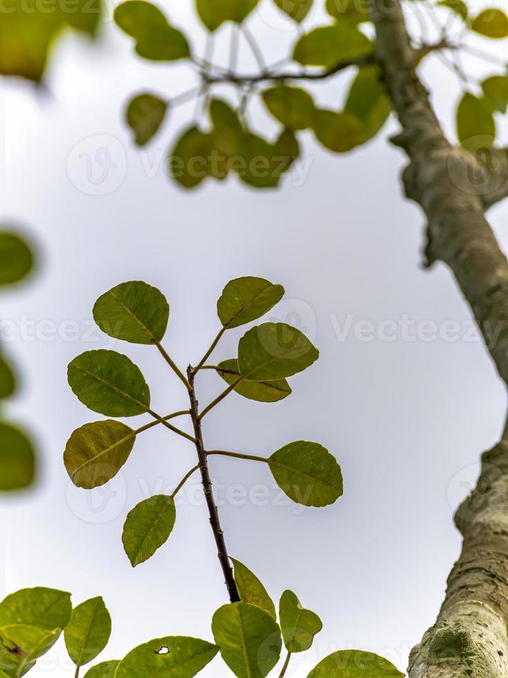 foto de baixo para cima de um galho com folhas em uma árvore ao fundo