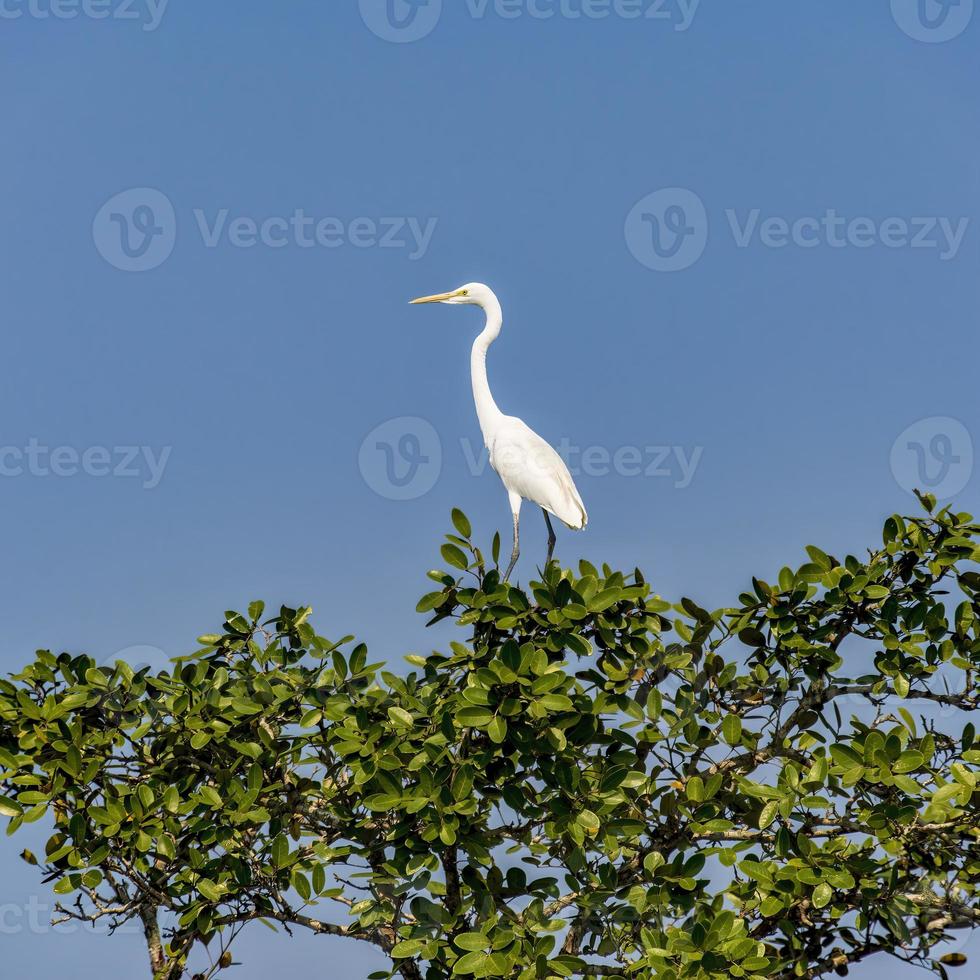 garça branca, ardea alba, pássaro no topo de uma árvore em bangladesh sundarbans foto