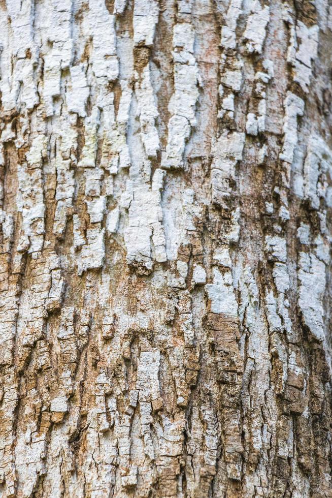 textura de casca de árvore tropical na selva natural do México. foto