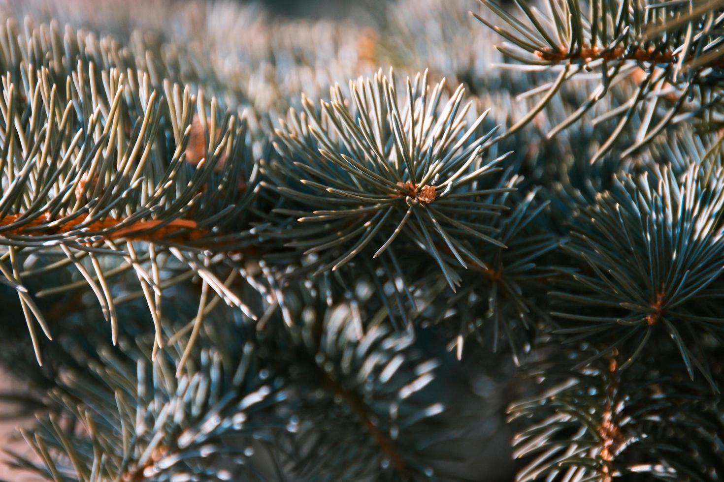 closeup de agulhas espinhosas dos galhos de árvores do abeto foto