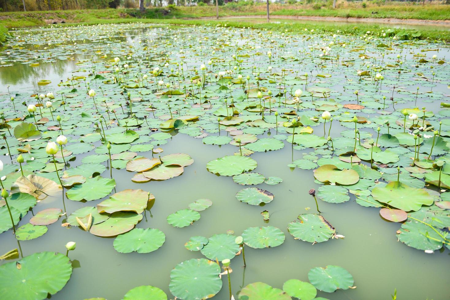 paisagem da lagoa de lótus, campo de nenúfar crescendo em lótus de folha de natureza foto