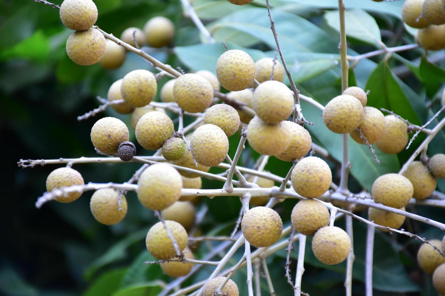 frutas longan no país asiático. foto