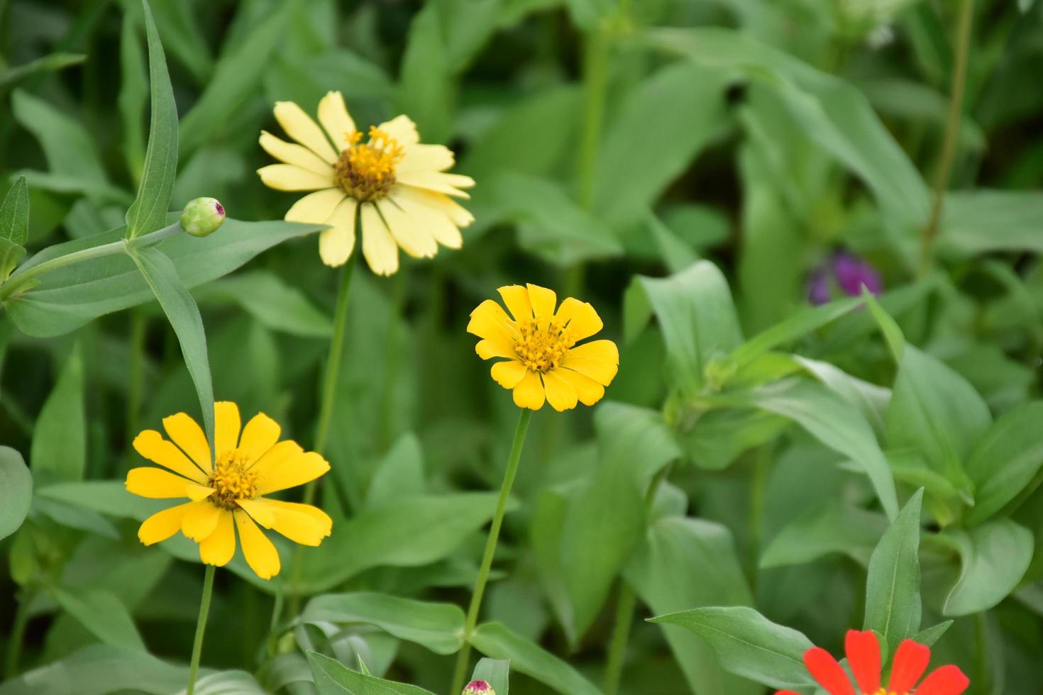 flor de zínia crescendo em canteiro de flores perto de casa, foto