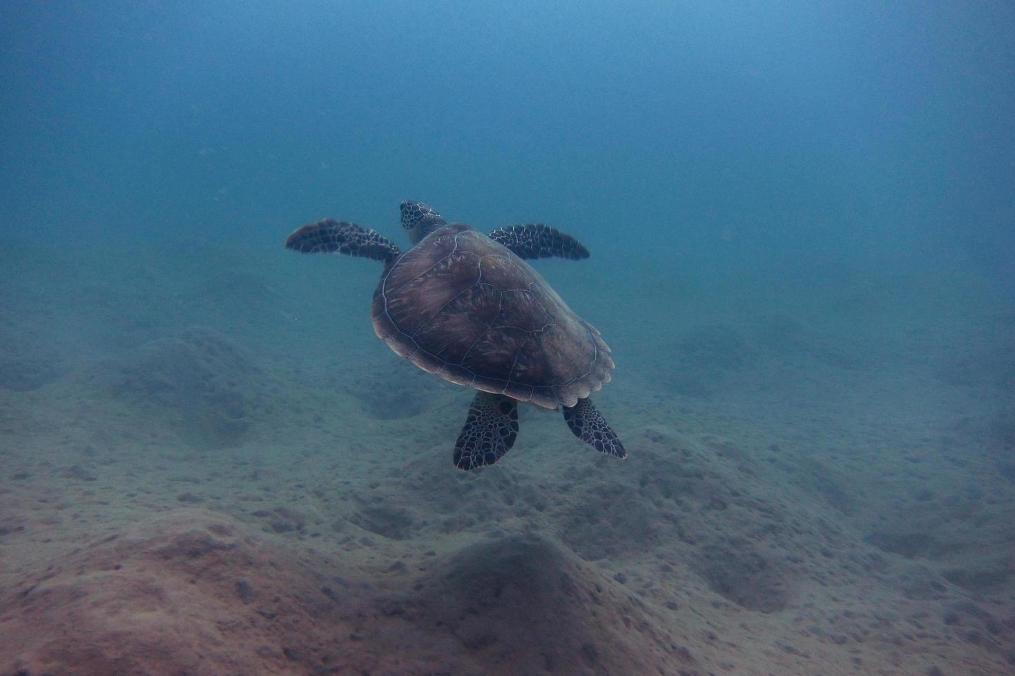 tartaruga marinha flutua foto