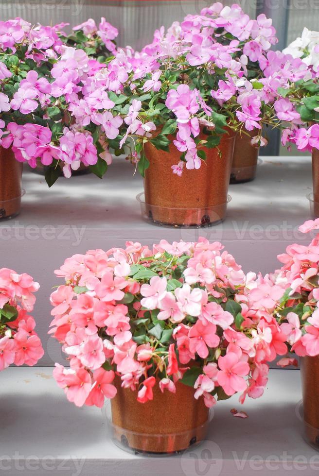 impatiens rosa e roxo em vasos, nome científico impatiens walleriana flores também chamadas de bálsamo, canteiro de flores foto