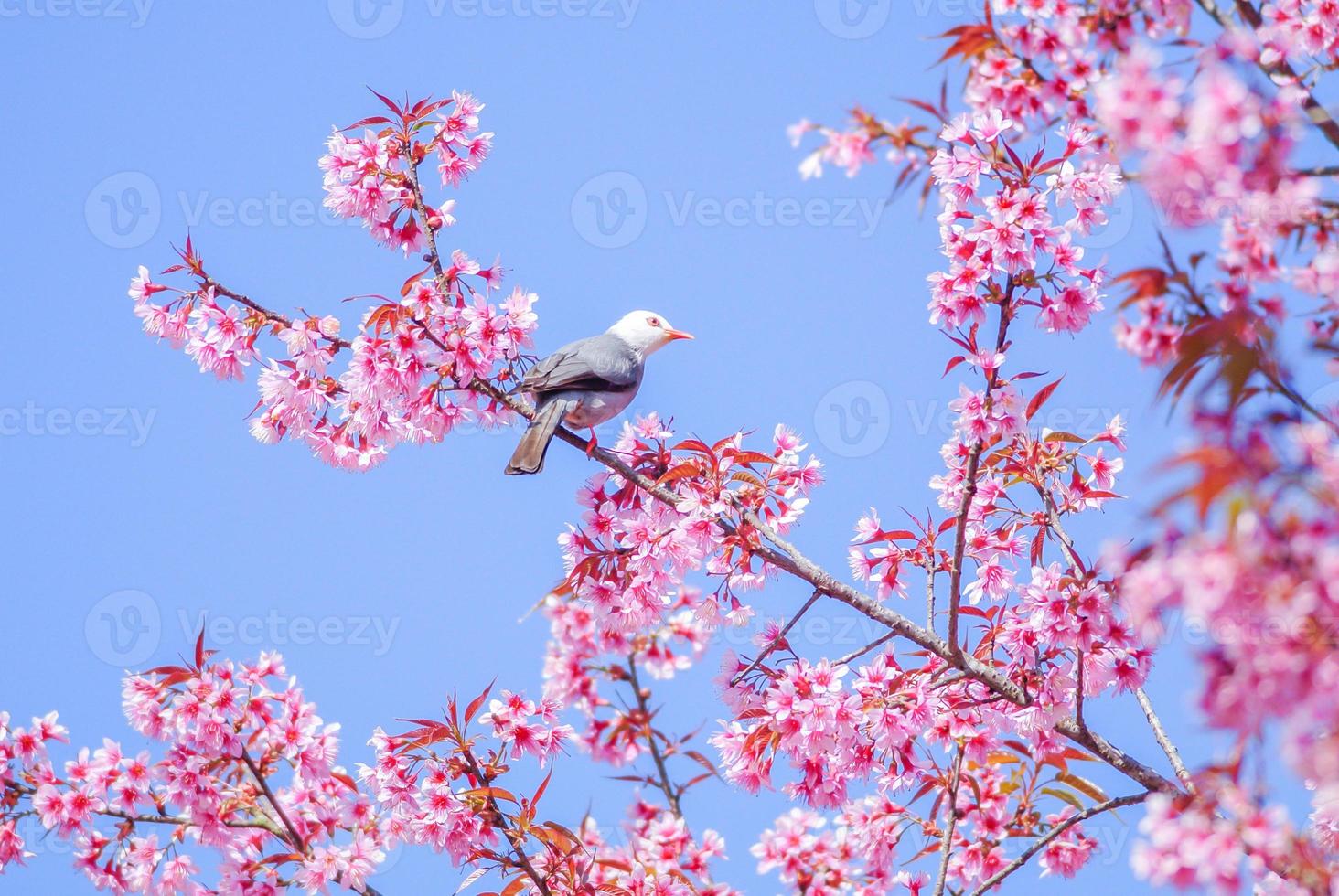 flor de cerejeira rosa com pássaro bulbul de cabeça branca foto