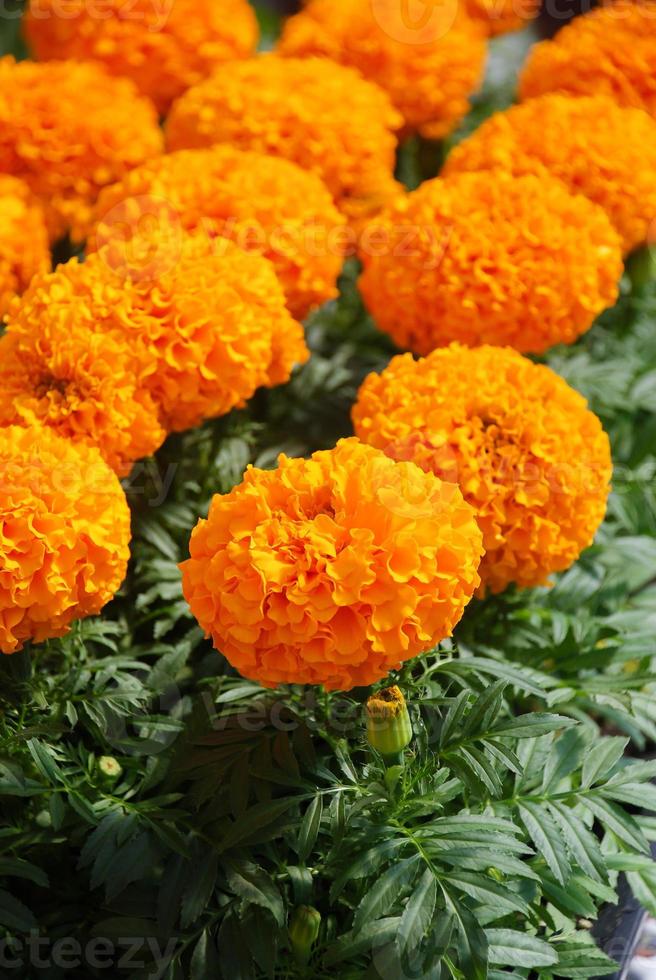 calêndulas cor laranja tagetes erecta, calêndula mexicana foto