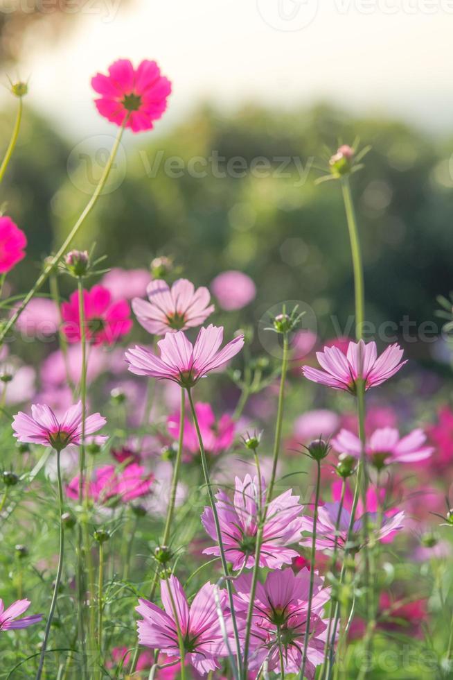 foco suave e seletivo do cosmos, flor embaçada para fundo, plantas coloridas foto