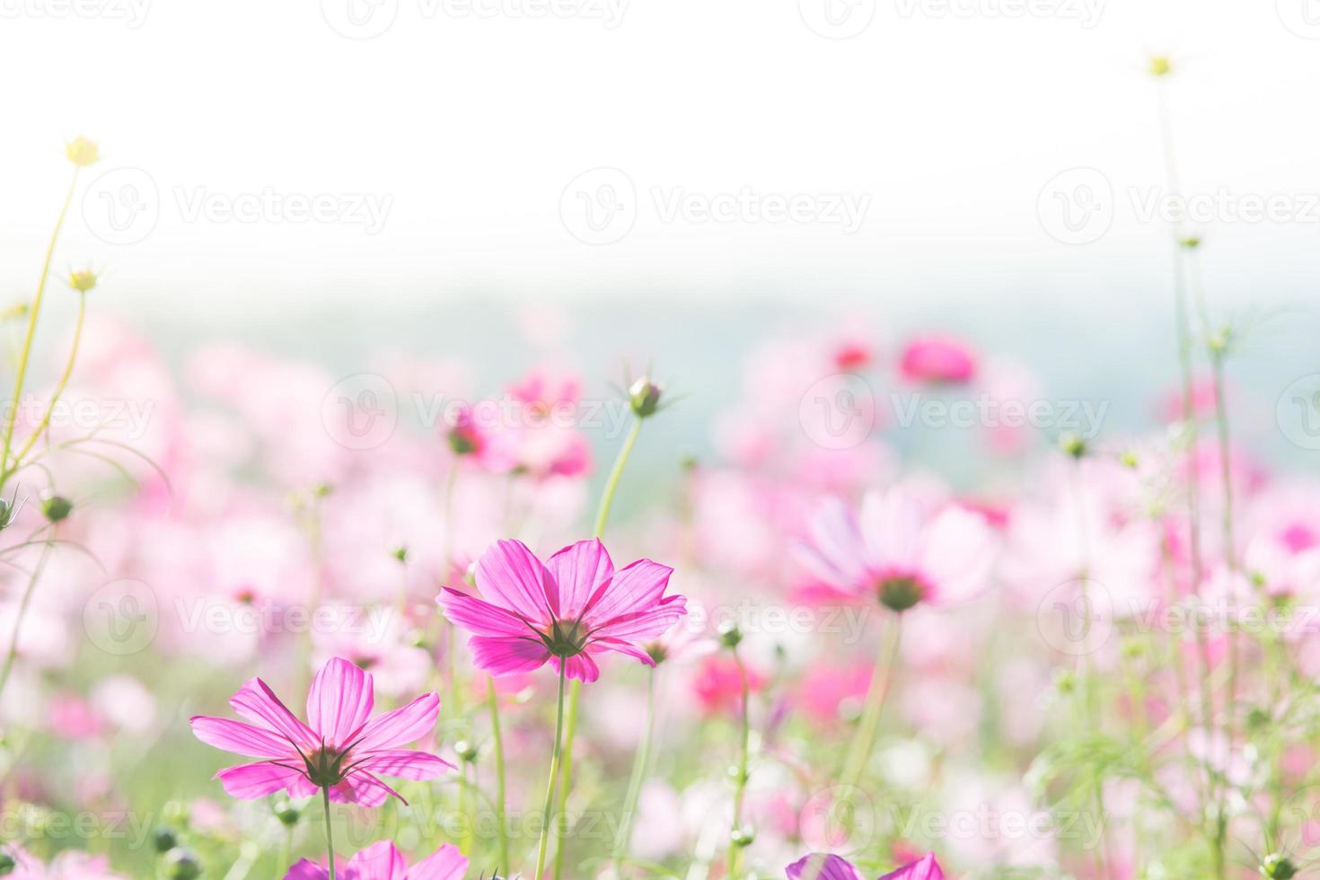 foco suave e seletivo do cosmos, flor embaçada para fundo, plantas coloridas foto