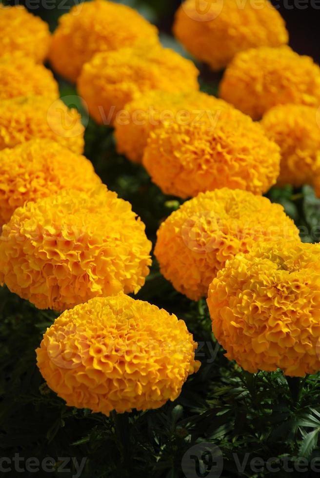 calêndulas cor dourada tagetes erecta, calêndula mexicana foto