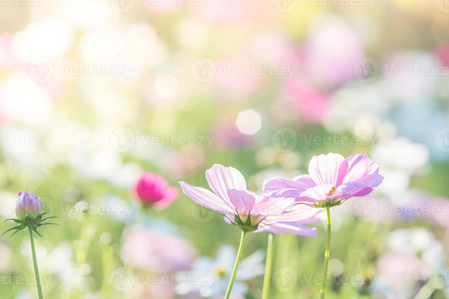 foco suave e seletivo do cosmos, flor embaçada para fundo, plantas coloridas foto