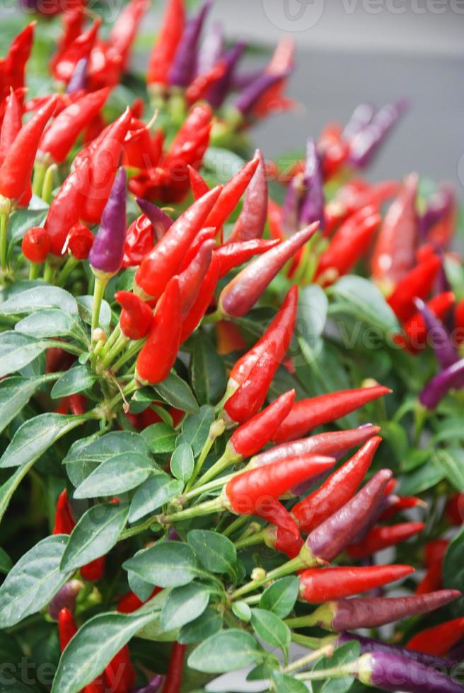 pimenta anã pimenta ornamental, capsicum annuum, pimenta em vaso foto