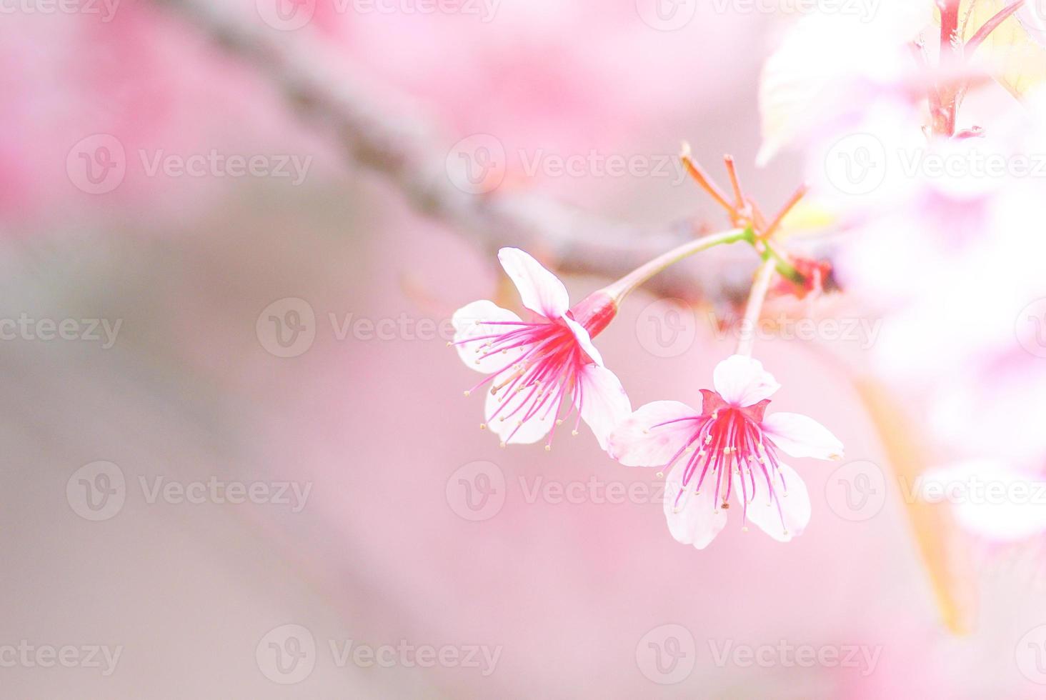 flor de cerejeira na primavera com foco suave, flor de cerejeira desfocada de primavera desfocada, fundo de flor bokeh, fundo de flor pastel e suave. foto