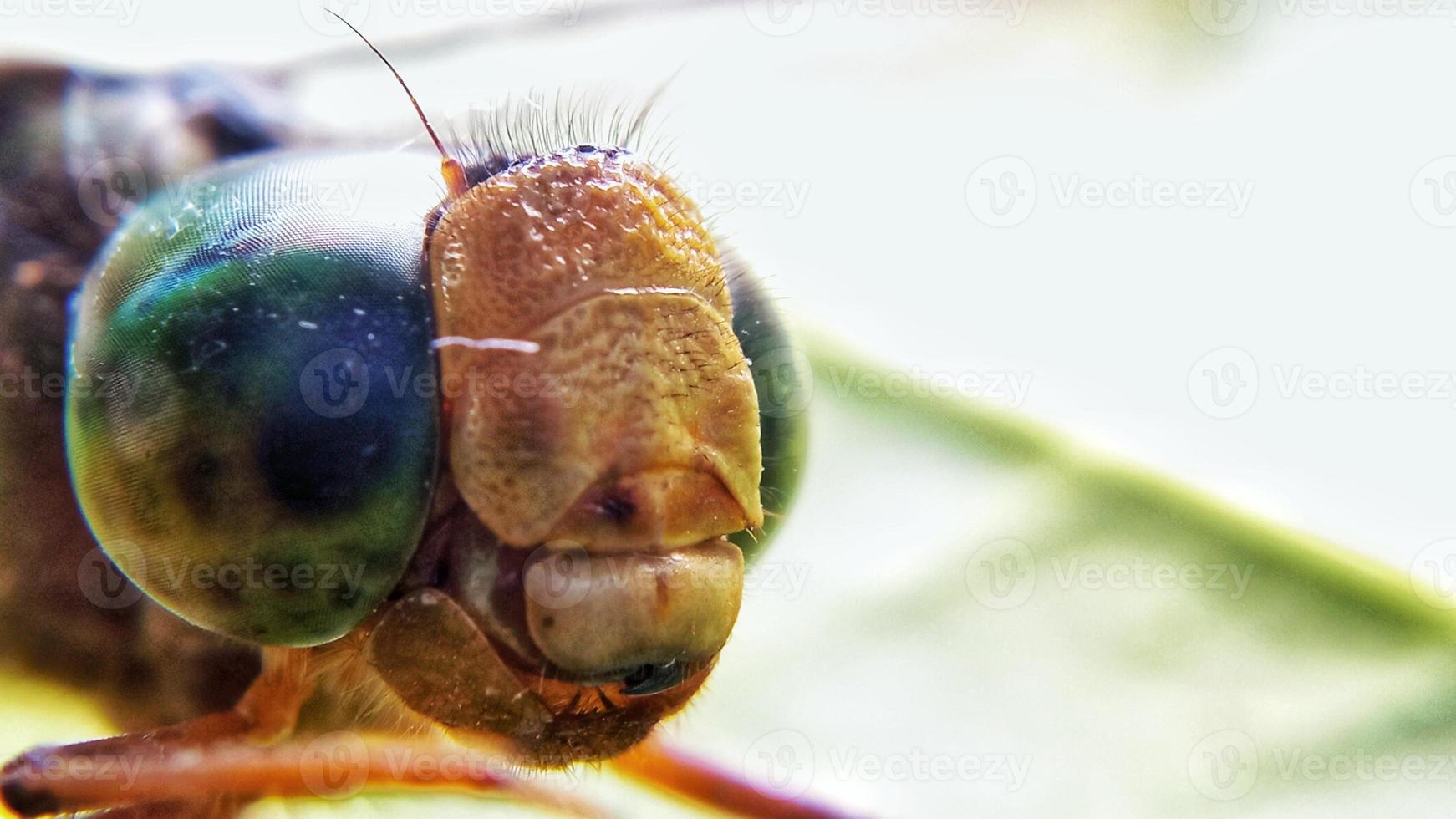 foto de close-up de uma cabeça de libélula.