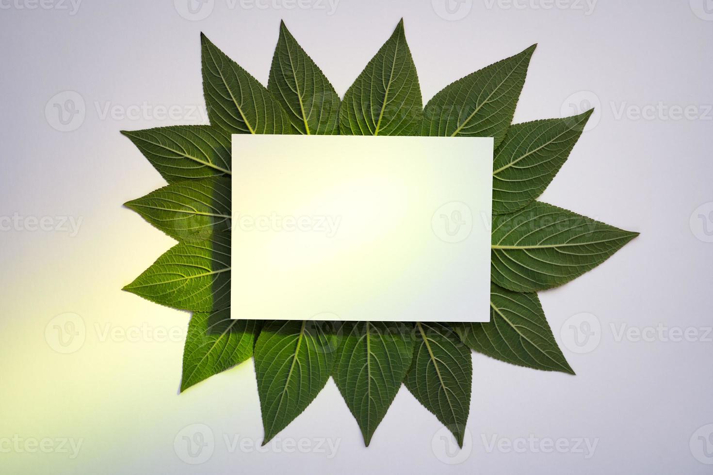 padrão de folha verde criativa com papel branco e holofotes verdes foto