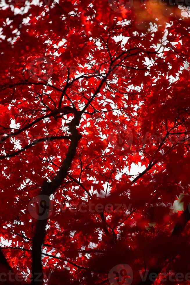 árvore de bordo japonês vermelho foto